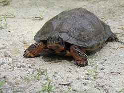 Vernal Pools Animals - Reptiles