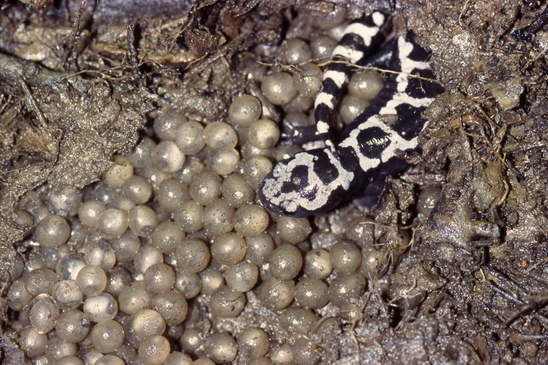 tiger salamander eggs