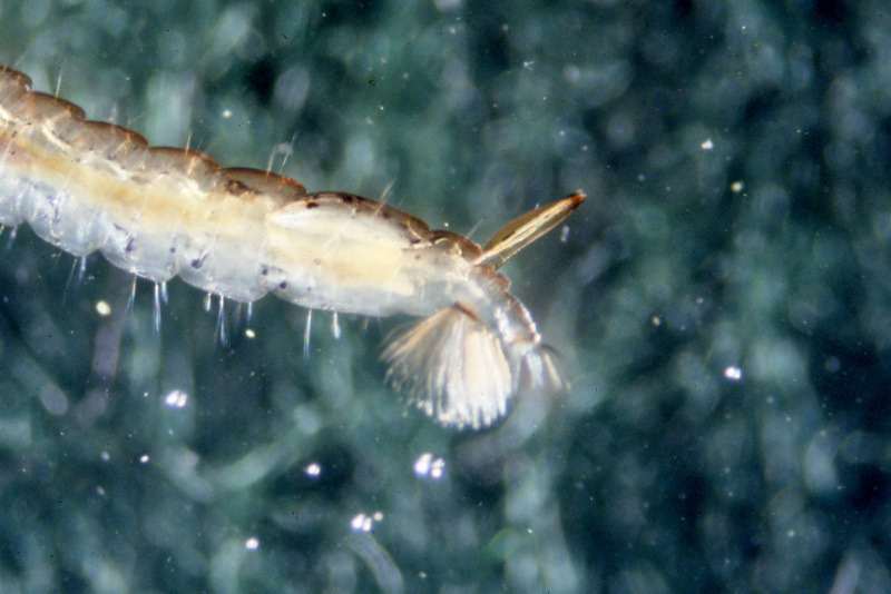 Vernal Pools Animals - Invertebrates