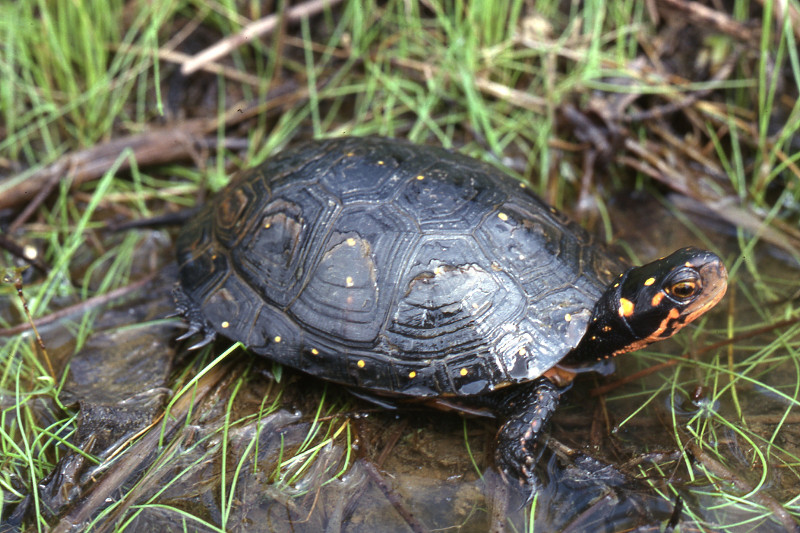 Vernal Pool Reptiles