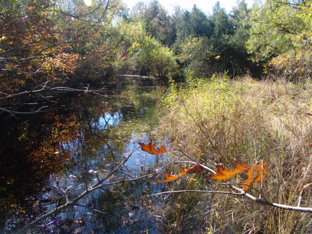 Vernal Pools - Threats