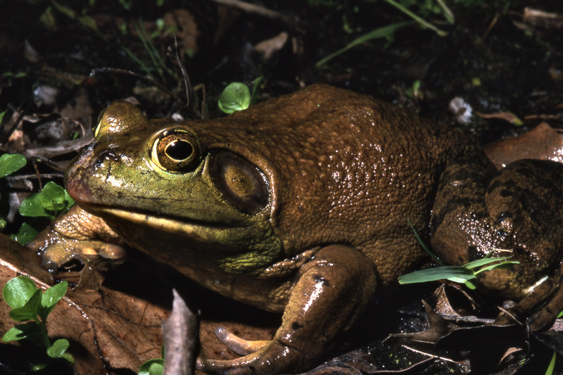 Vernal Pool Frogs and Toads