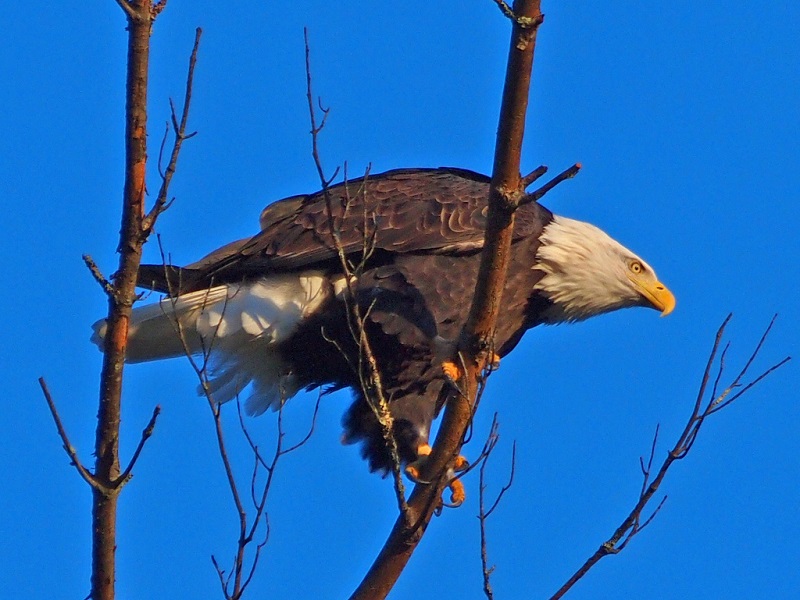 Bald Eagle. Credit Steve Guttman
