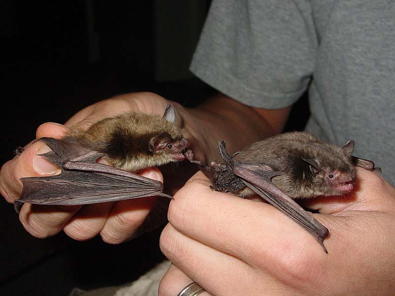 Little Brown and Indiana Bats. Credit USFWS