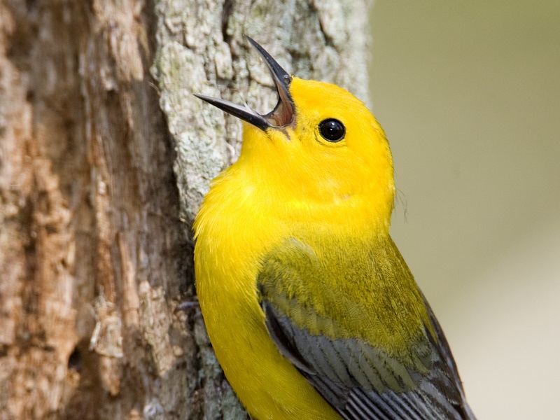 Prothonotary Warbler. Credit Laura Gooch