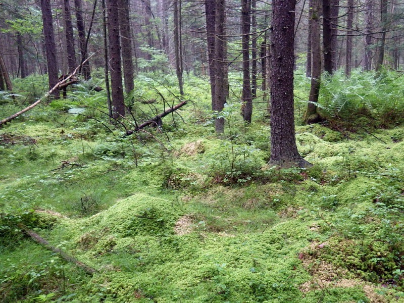 Red Spruce Palustrine Forest