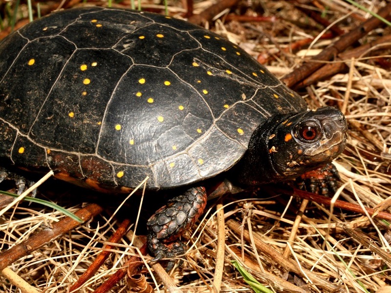 Spotted Turtle. Credit Charlie Eichelberger