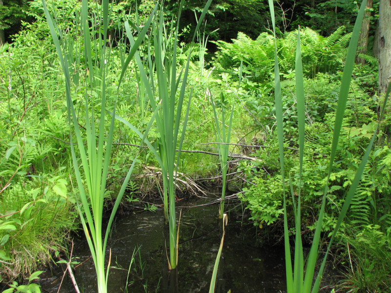 Alder Leaved Buckthorn Inland Sedge Golden Ragwort Shrub Fen Summary Pennsylvania Natural Heritage Program