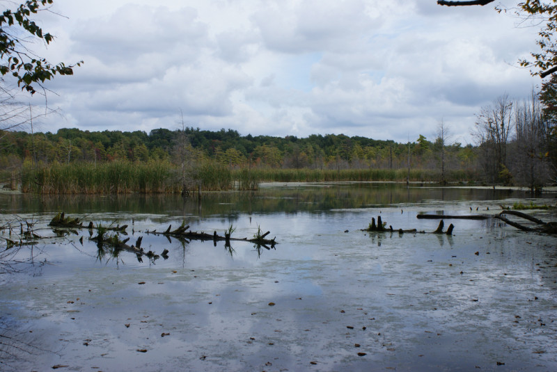 Cat-tail Marsh summary - Pennsylvania Natural Heritage Program