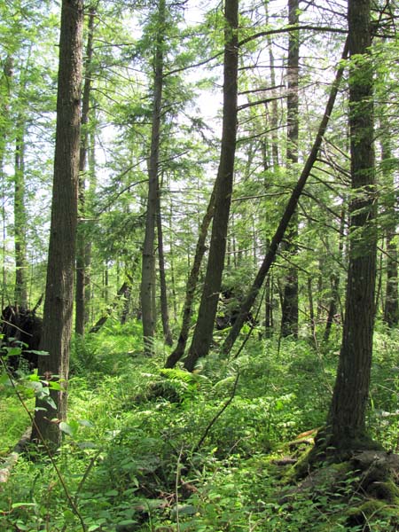 Hemlock Palustrine Forest summary - Pennsylvania Natural Heritage Program