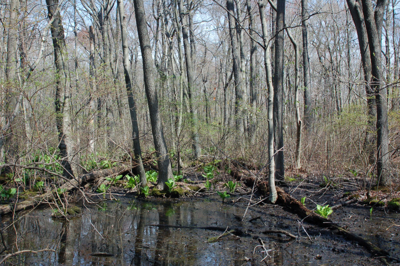 Red Maple – Magnolia Palustrine Forest summary - Pennsylvania Natural ...