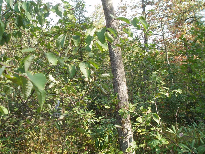 Red Maple – Mixed shrub Palustrine Woodland summary - Pennsylvania ...