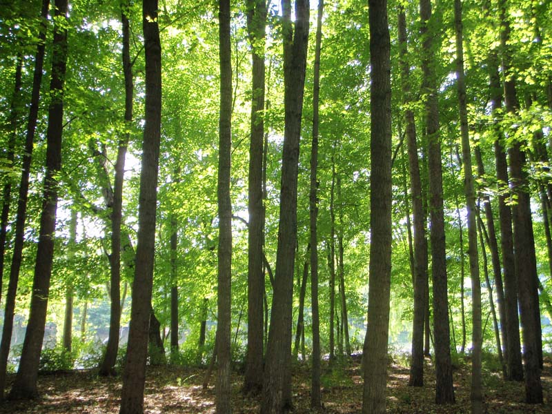 Sugar Maple – Mixed Hardwood Floodplain Forest summary - Pennsylvania ...