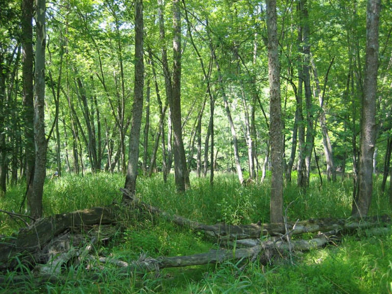 Sycamore Floodplain Forest summary - Pennsylvania Natural Heritage Program